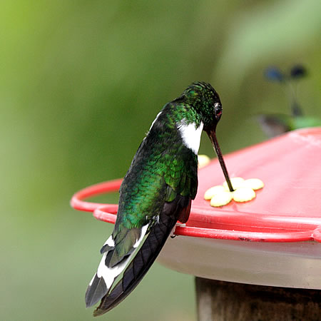 Collared Inca@(aFVGCJn`h@wFCoeligena torquata) 