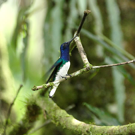 White-necked Jacobin@(aFVGn`h@wFFlorisuga mellivora) 