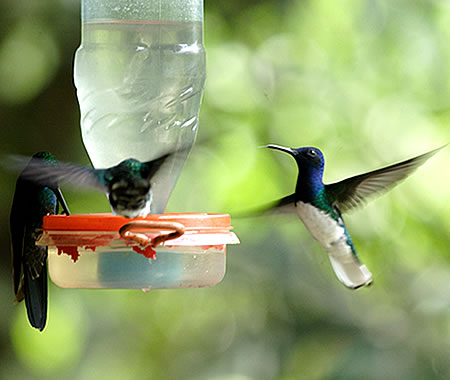 White-necked Jacobin@(aFVGn`h@wFFlorisuga mellivora) 