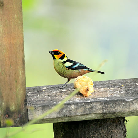 Flame-faced Tanager(AJKItEL`EF@Tangara parzudakii) 