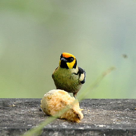 Flame-faced Tanager(AJKItEL`EF@Tangara parzudakii) 