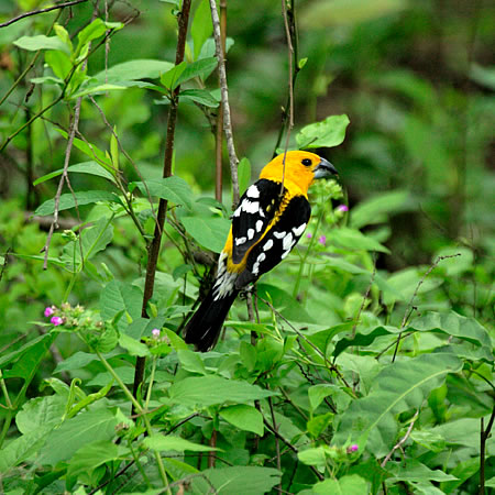 Southern Yellow-Grosbeak@(asFPheucticus chrysogaster) 