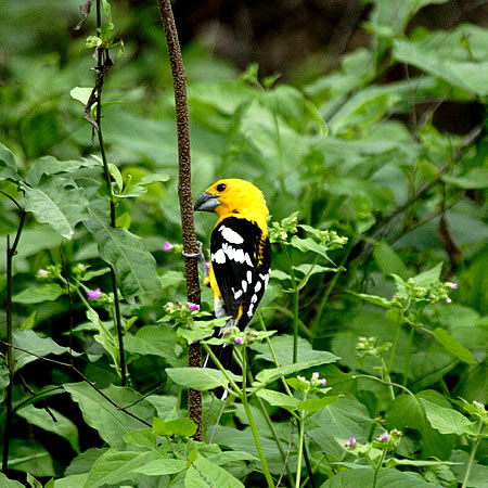 Southern Yellow-Grosbeak@(asFPheucticus chrysogaster) 