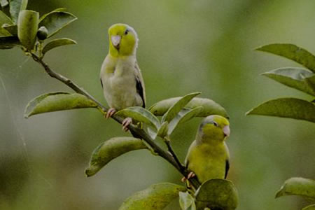 Pacific Parrotlet(}nCR)