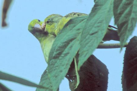 Pacific Parrotlet(}nCR)