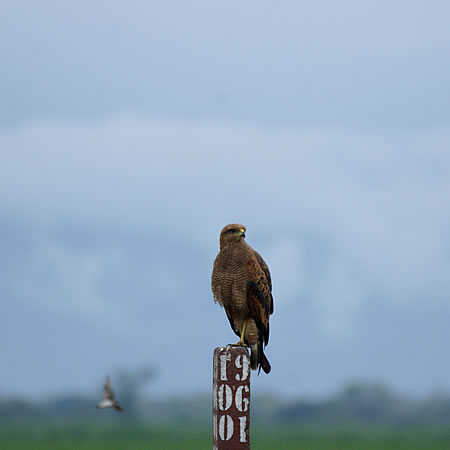 Savanna Hawk(ToimXFButerogallus urubitinga)  