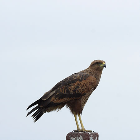 Savanna Hawk(ToimXFButerogallus urubitinga) 