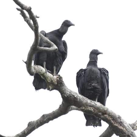 Black vulture (NRhFCoragyps atratus)