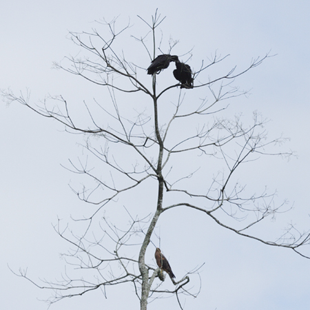 Black vulture (NRhFCoragyps atratus)