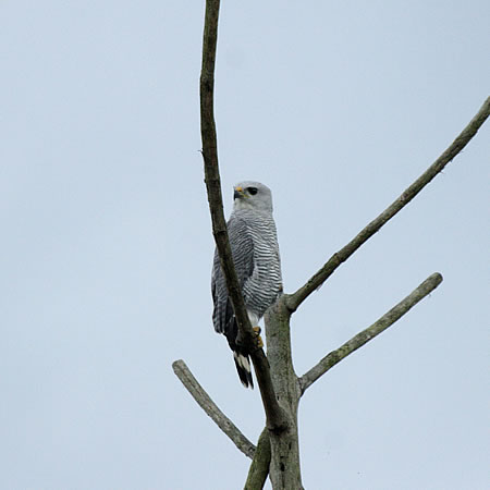 Gray Hawk (nCCmXFButeo nitidus )