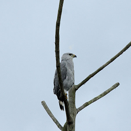 Gray Hawk (nCCmXFButeo nitidus )