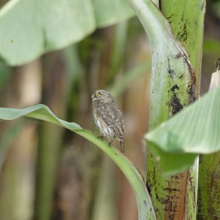 Pacific Pygmy-Owl (y[XYtNEFGlaucidiumperuanum) 