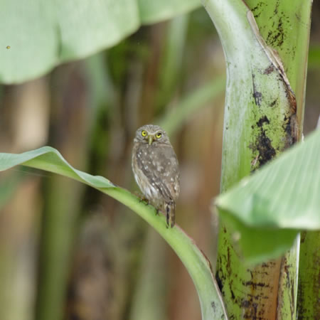 Pacific Pygmy-Owl (y[XYtNEFGlaucidiumperuanum)