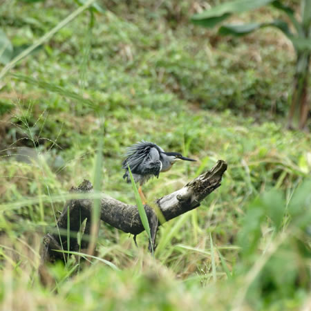 Striated Heron (TTSCFArdeola striata)