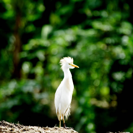 Cattle Egret (A}TMFEgretta ibis) 