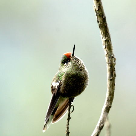 Rainbow-bearded Thornbill(jWCRoVn`hFChalcostigma herrani)