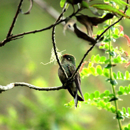 Rainbow-bearded Thornbill(jWCRoVn`hFChalcostigma herrani)