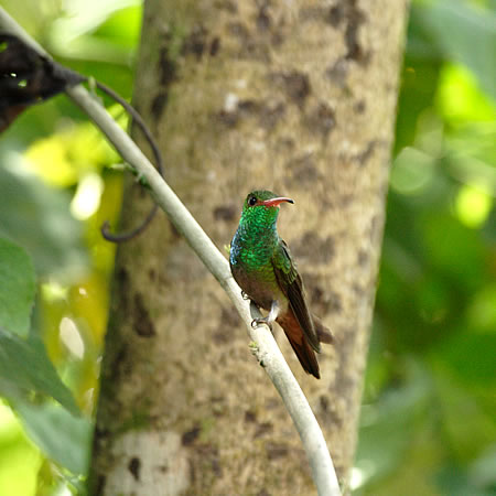 Rufous-tailed Hummingbird@(aFnCoGhn`h@wFAmazilia tzacatl) 