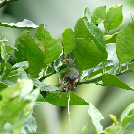 Rufous-tailed Hummingbird@(aFnCoGhn`h@wFAmazilia tzacatl) 