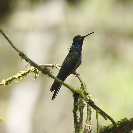 White-tailed Hillstar@(aFln`h@wFUrochroa bougueri) 