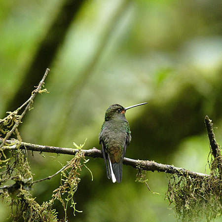 White-tailed Hillstar@(aFln`h@wFUrochroa bougueri) 