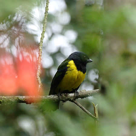 Black-chested Mountain-Tanager@(aFiOLotEL`E@wFButhraupis eximia) 