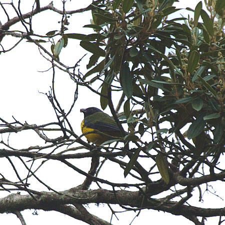 Black-chested Mountain-Tanager@(aFiOLotEL`E@wFButhraupis eximia) 