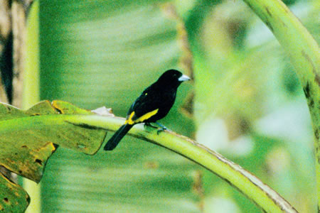 Lemon Rumped Tanager