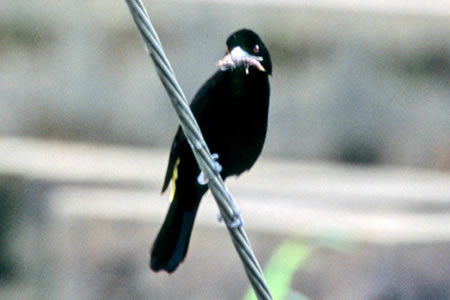 Lemon Rumped Tanager