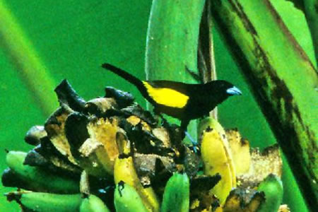 Lemon Rumped Tanager