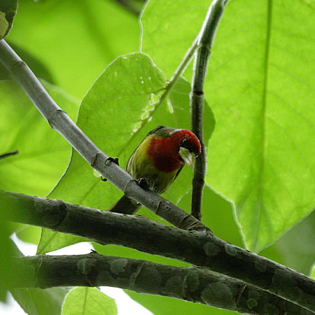 Red-headed Barbet@(aFYAJSVLh@wFEubucco bourcierii) 