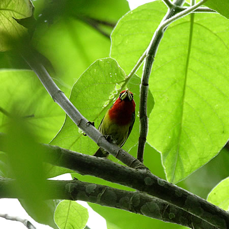 Red-headed Barbet@(aFYAJSVLh@wFEubucco bourcierii) 