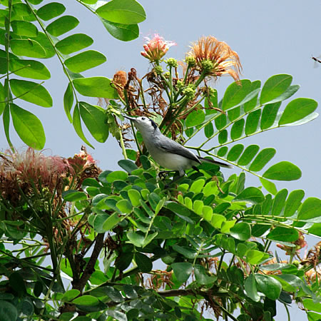 Tropical Gnatcatcher@(aFJIWuVNC@wF@Pilioptila plumbea) 