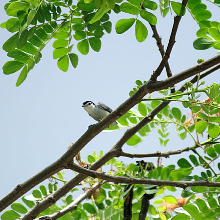 Tropical Gnatcatcher@(aFJIWuVNC@wF@Pilioptila plumbea) 