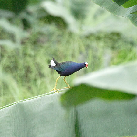 Purple Gallinule@(aFAJTLo@wFPorphyrula martinica) 