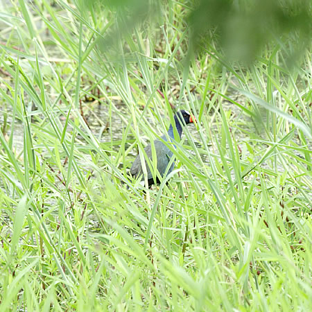 Purple Gallinule@(aFAJTLo@wFPorphyrula martinica) 