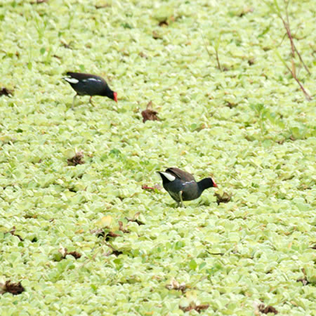 Common Gallinule@(aFo@wFGallinula chlorophus)  