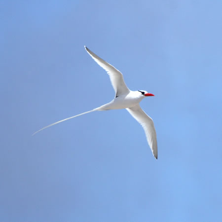 Galapagos Red-billed Tropicbird(KpSXAJnVlb^C`E:@w@Phaethon Aethereus limitatus) 