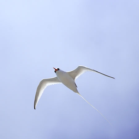 Galapagos Red-billed Tropicbird(KpSXAJnVlb^C`E:@w@Phaethon Aethereus limitatus) 