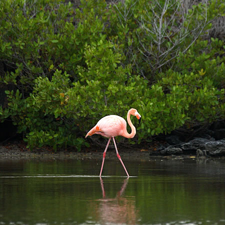 Greater Flamingo@(aFxjCt~S@wFPhoenicopterus ruber)