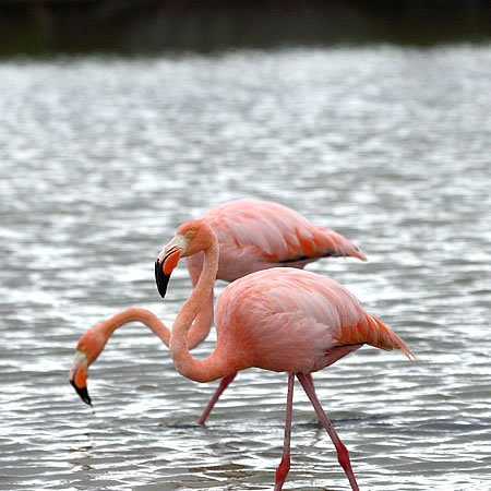 Greater Flamingo@(aFxjCt~S@wFPhoenicopterus ruber)