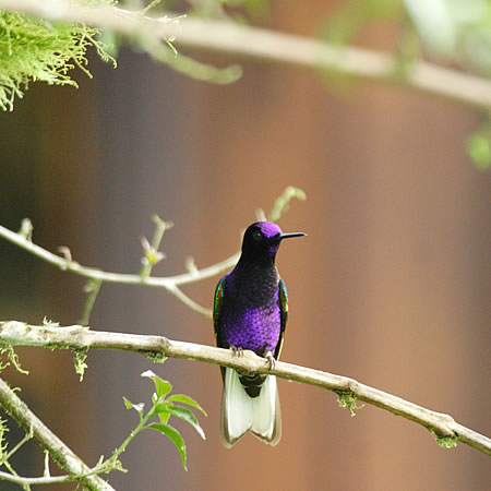 Velvet-purple Coronet@(aFtWCn`h@wFBoissonneaua jardini) 