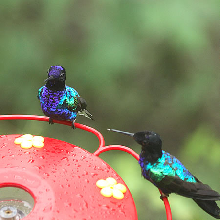 Velvet-purple Coronet@(aFtWCn`h@wFBoissonneaua jardini) 