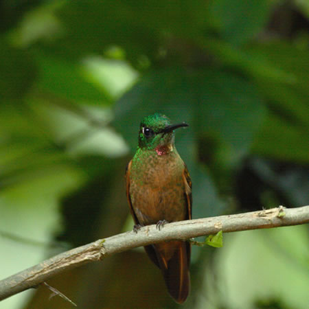 Fawn-breasted Brilliant@(aF`len`h@wFHeliodoxa rubinoides) 