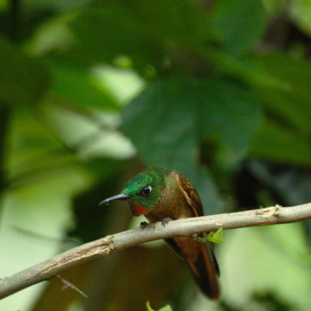 Fawn-breasted Brilliant@(aF`len`h@wFHeliodoxa rubinoides) 