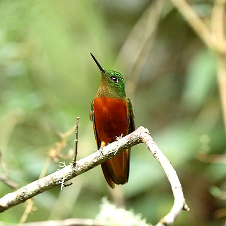 Chestnut-breasted Coronet@(aF`lt`In`h@wFBoissonneaua matthewsii)