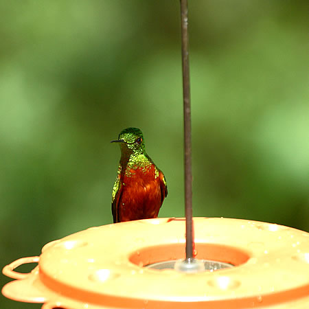 Chestnut-breasted Coronet@(aF`lt`In`h@wFBoissonneaua matthewsii)