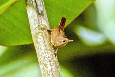 House Wren(CG~\TUC)