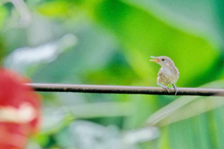 House Wren(CG~\TUC)