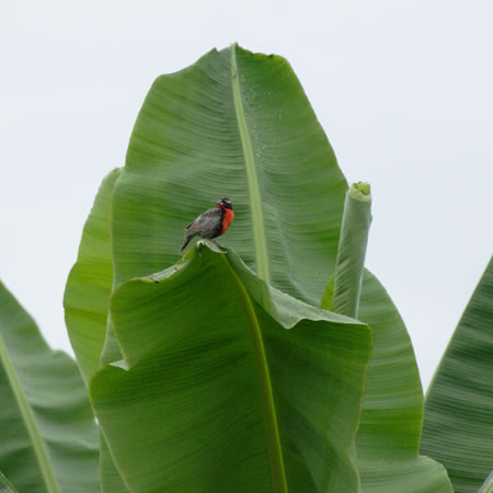 Peruvian Meadowlark@(aFy[lAJ}Loh@wF@Sturnella bellicosa) 